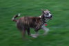 Sheba - ADOPTED 05.08.12
