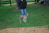 Sheba - ADOPTED 05.08.12