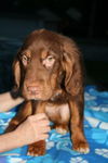 Ve Litter - Mimsy - ADOPTED 06.03.12