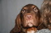 Ve Litter - Mimsy - ADOPTED 06.03.12