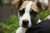 Tot - ADOPTED 03.28.13