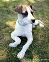 Tot - ADOPTED 03.28.13