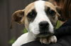Tot - ADOPTED 03.28.13
