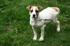 Tot - ADOPTED 03.28.13