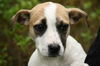 Tot - ADOPTED 03.28.13