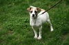 Tot - ADOPTED 03.28.13