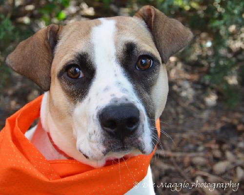 Tot - ADOPTED 03.28.13
