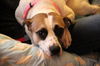 Tot - ADOPTED 03.28.13