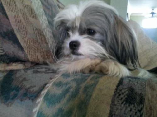 Dizzy-ADOPTED 05.25.12