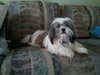 Dizzy-ADOPTED 05.25.12