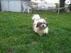 Dizzy-ADOPTED 05.25.12