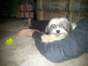 Dizzy-ADOPTED 05.25.12