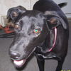 Josey - ADOPTED 05.12.12