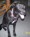 Josey - ADOPTED 05.12.12