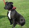 Sweetie-ADOPTED 11.07.12