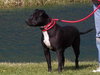 Sweetie-ADOPTED 11.07.12