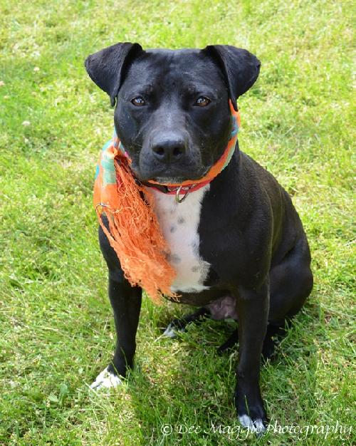 Sweetie-ADOPTED 11.07.12