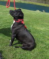 Sweetie-ADOPTED 11.07.12