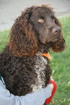 Woofie - ADOPTED 05.16.12