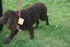 Woofie - ADOPTED 05.16.12