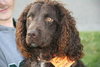 Woofie - ADOPTED 05.16.12