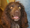 Woofie - ADOPTED 05.16.12