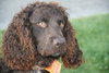 Woofie - ADOPTED 05.16.12