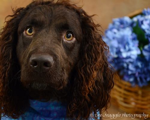 Woofie - ADOPTED 05.16.12