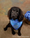 Woofie - ADOPTED 05.16.12