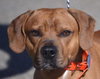 Spanky - ADOPTED 02.13.14