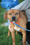 Spanky - ADOPTED 02.13.14