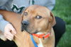 Spanky - ADOPTED 02.13.14