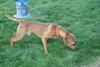 Spanky - ADOPTED 02.13.14