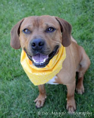 Spanky - ADOPTED 02.13.14