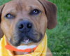 Spanky - ADOPTED 02.13.14