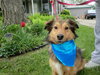 Shamus - ADOPTED 05.21.12