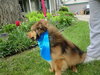 Shamus - ADOPTED 05.21.12