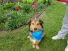 Shamus - ADOPTED 05.21.12