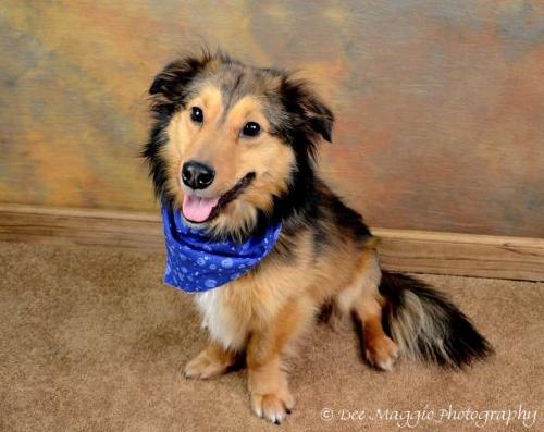 Shamus - ADOPTED 05.21.12