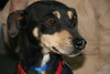 Sebastian-ADOPTED 09.22.12