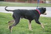 Sebastian-ADOPTED 09.22.12