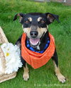 Sebastian-ADOPTED 09.22.12
