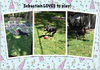Sebastian-ADOPTED 09.22.12