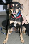Sebastian-ADOPTED 09.22.12