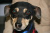 Sebastian-ADOPTED 09.22.12