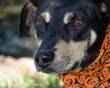 Sebastian-ADOPTED 09.22.12