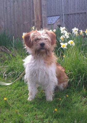 Boomer-ADOPTED-5.6.12