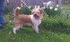 Boomer-ADOPTED-5.6.12
