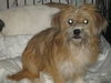 Tilly - ADOPTED 06.03.12