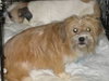 Tilly - ADOPTED 06.03.12